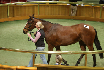 Lot 26 web